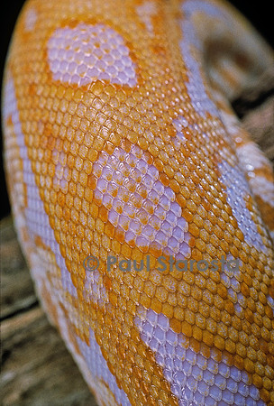 Python molurus bivittatus f. labyrinthe albinos