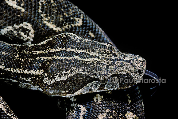 Boa constrictor occidentalis (boa d’argentine)