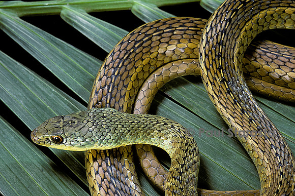 Psammophis sibilans
