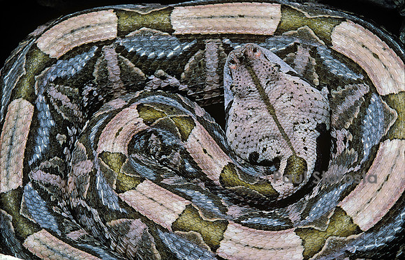 Bitis gabonica (vipère du Gabon)