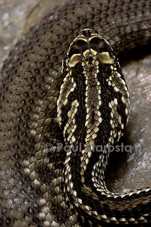 Crotalus durissus terrificus (crotale)