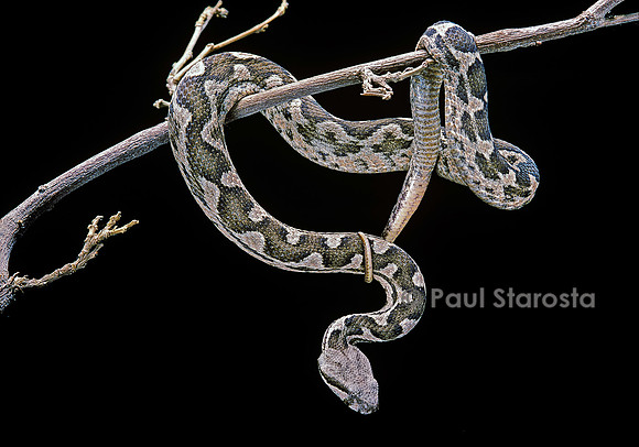 Daboia lebetina mauritanica