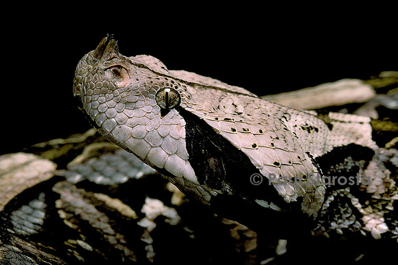 Bitis gabonica (vipère du Gabon)