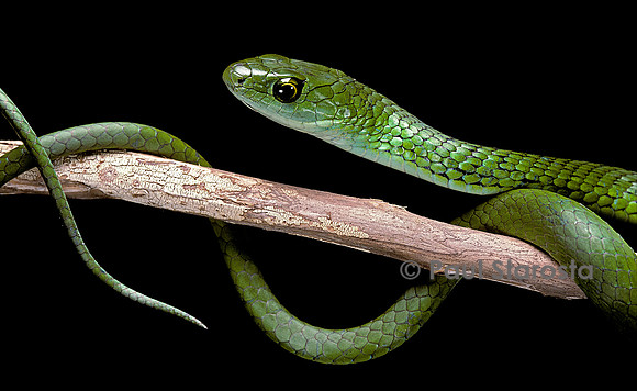 Philothamnus angolensis