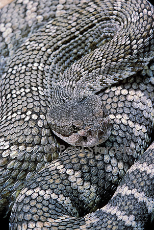 Crotalus viridis (crotale des prairies)