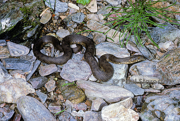 Natrix maura (couleuvre vipérine)