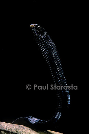 Thrasops jacksonii
