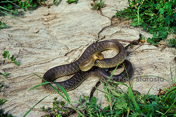 Zamenis longissimus (couleuvre d'Esculape)