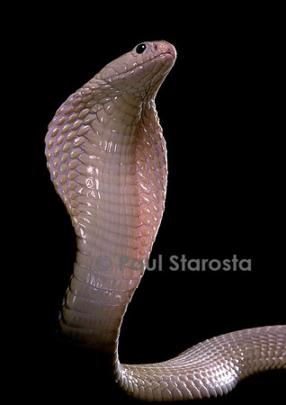 Naja kaouthia (cobra à monocle)