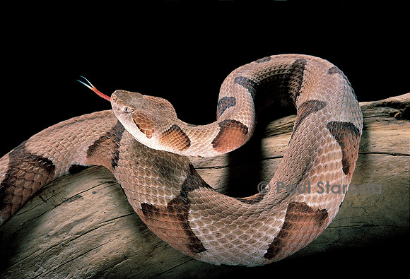 Agkistrodon contortrix (mocassin à tête cuivrée)