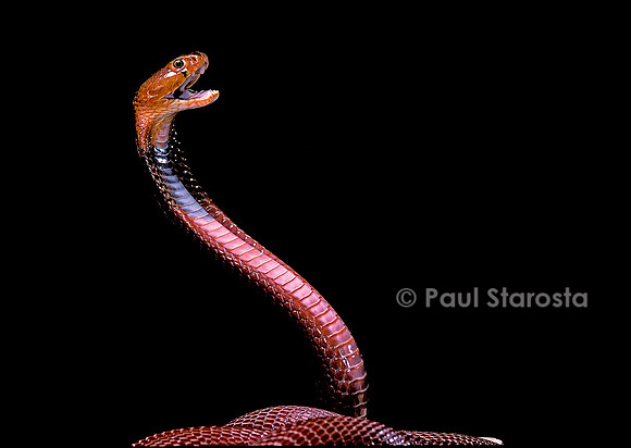 Naja pallida (cobra cracheur)