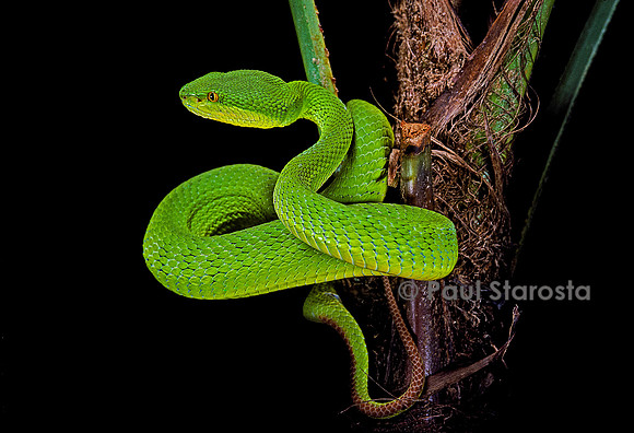 Trimeresurus albolabris (crotale des bambous)