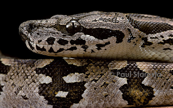 Acrantophis dumerili (boa de Dumeril)