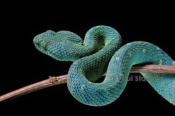 Atheris chloroechis (vipère arboricole)