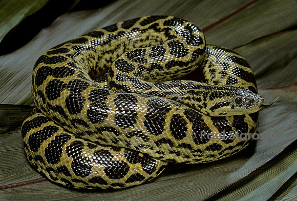 Eunectes notaeus (anaconda jaune)