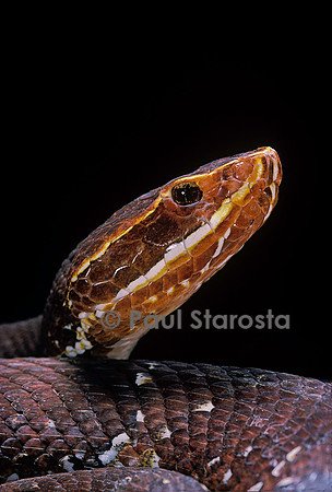 Agkistrodon bilineatus (crotale)