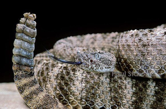 Crotalus tigris (crotale)