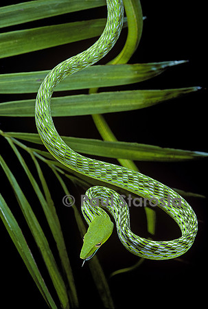 Ahaetulla prasina (serpent liane)