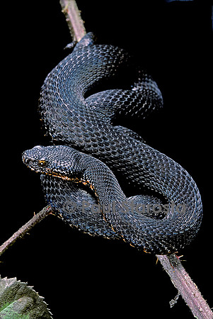 Vipera aspis f. mélanique (vipère aspic)