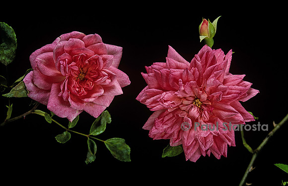 Rosa wichuraiana ‘Paul Transon’