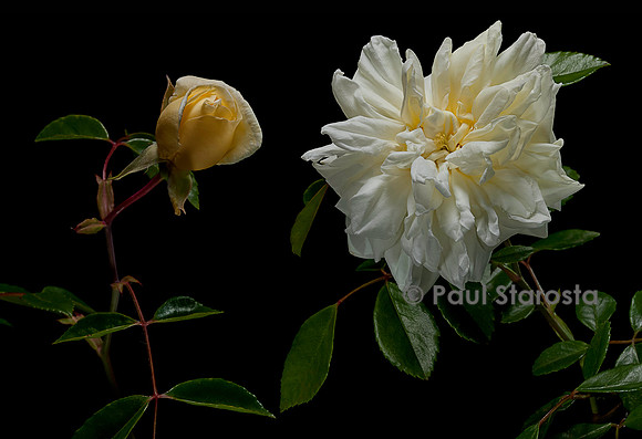 Rosa X wichuraiana 'Albéric Barbier'