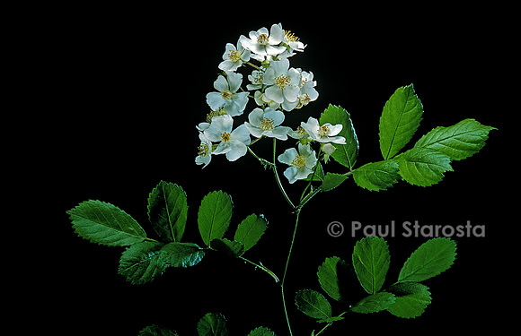 Rosa multiflora inermis