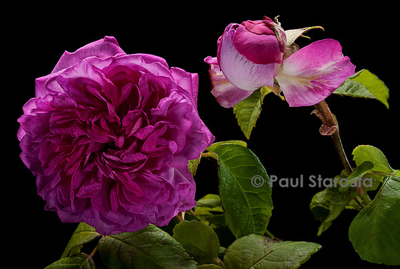 Rosa multiflora ‘Olivet’