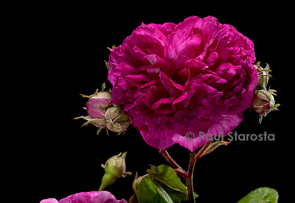 Rosa multiflora 'Seven Sisters'