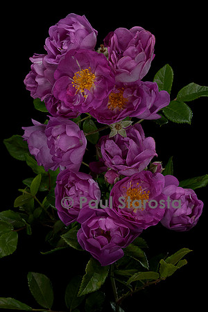 Rosa multiflora ‘Roi des Aunes’