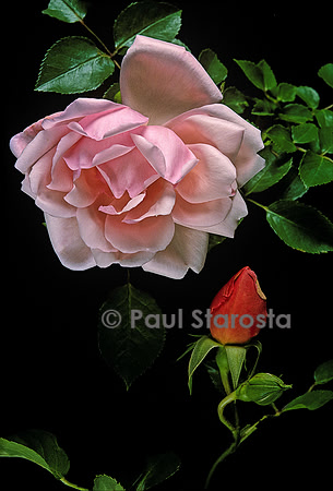 Rosa wichuraiana ‘Albertine’