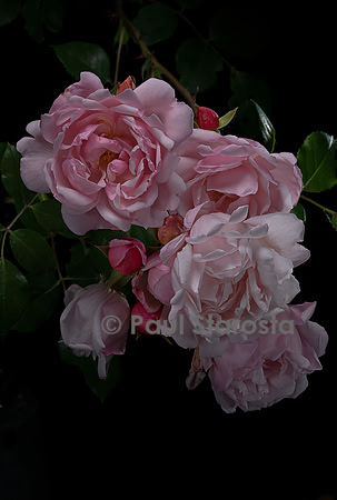 Rosa wichuraiana ‘Albertine’