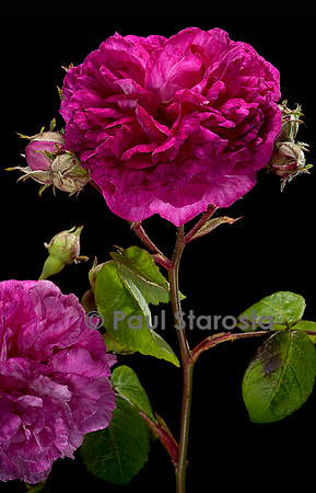 Rosa multiflora 'Seven Sisters'