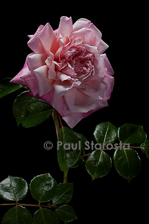 Rosa wichuraiana ‘Miss Helyett’