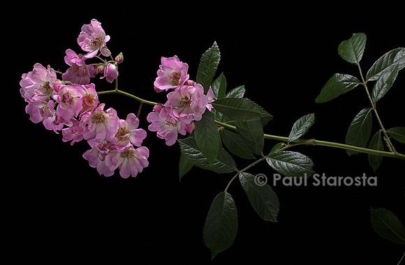 Rosa multiflora ‘Mariette Silva Tarouca’