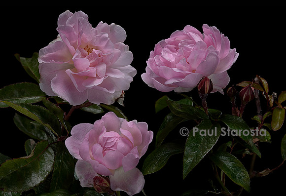 Rosa multiflora ‘Souvenir de l'exposition de Bordeaux’