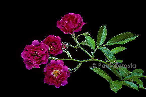 Rosa multiflora ‘Crimson Rambler’