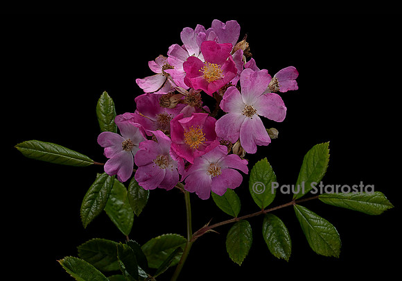 Rosa multiflora ‘Gruss an Breinegg’