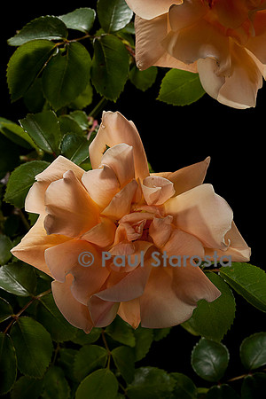 Rosa wichuraiana ‘Orange Everglow’
