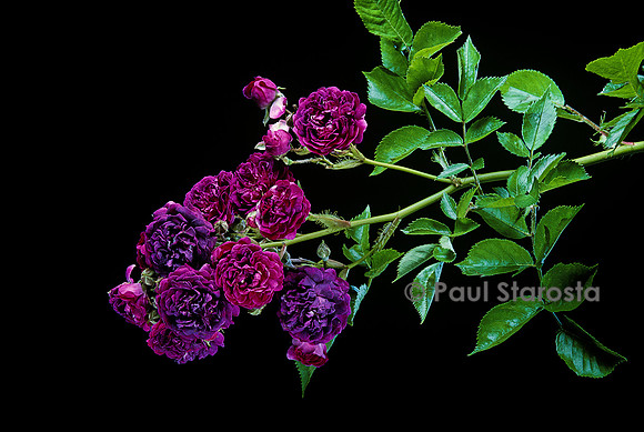 Rosa multiflora ‘Bleu Magenta’