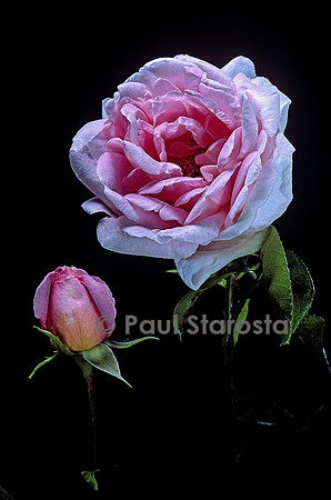Rosa X wichuraiana ‘Alida Lovett’