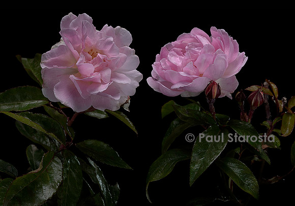Rosa multiflora ‘Souvenir de l'Exposition de Bordeaux’