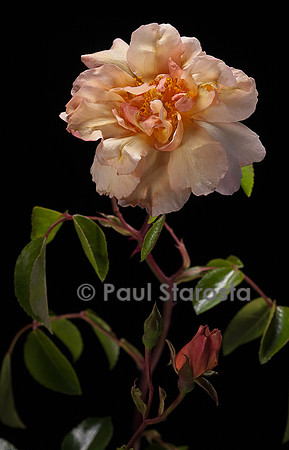 Rosa wichuraiana ‘Aviateur Blériot’
