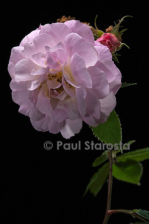 Rosa wichuraiana ‘El Areana’