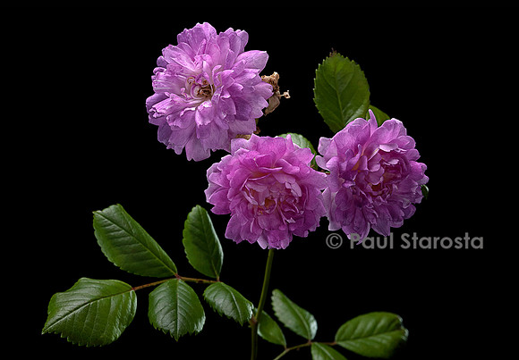 Rosa multiflora ‘Violette’