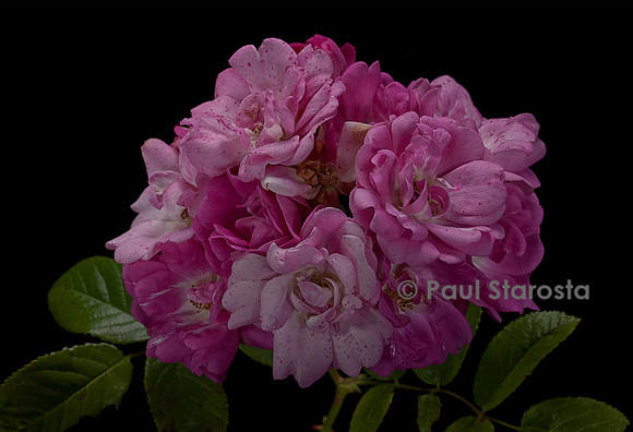 Rosa multiflora ‘Mrs. F.W. Flight’