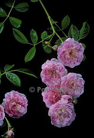Rosa multiflora ‘La Fraîcheur’