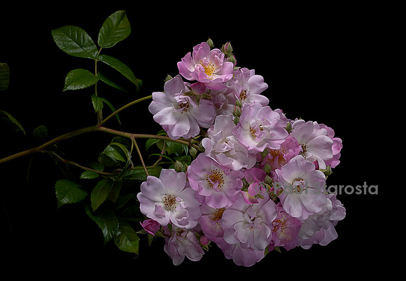 Rosa multiflora ‘Jubilée Loubert’