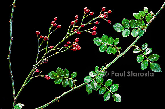 Rosa X wichuraiana - fruits