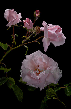 Rosa X wichuraiana ‘New Dawn’
