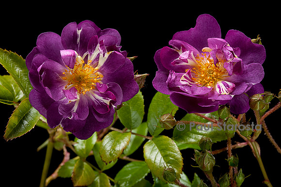 Rosa wichuraiana ‘Donau’